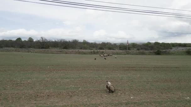 Aerial View Real Time Flock Wild Vultures Eating Wild Boar — Stock Video