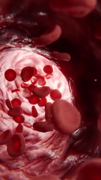 Animation Verticale Des Érythrocytes Suivant Flux Sanguin Délivrant Oxygène Dans — Video