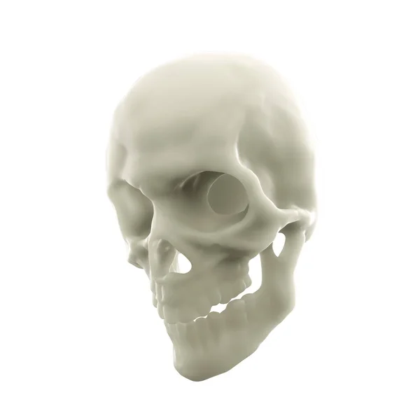 白い背景に孤立した人間の頭蓋骨 3Dレンダリング — ストック写真