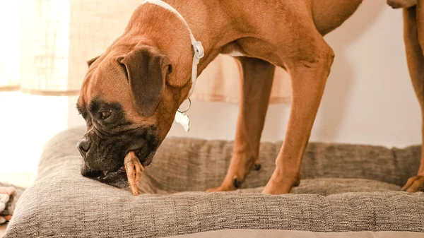 Cute Boxer dog eating tasty chicken leg on comfortable pet bed in light room at home during daytime