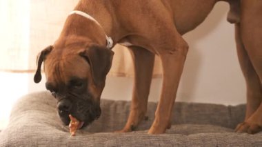 Şirin boksör köpeği evdeki ışık odasında rahat bir evcil hayvan yatağında lezzetli tavuk budu yiyor.