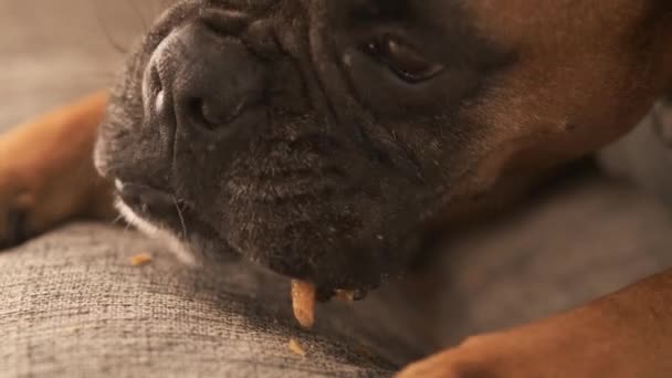 Primer Plano Adorable Perro Boxeador Comiendo Comida Pierna Pollo Mientras — Vídeos de Stock