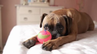 Sevimli safkan boksör köpeği, kahverengi kürklü yumuşak yatağa uzanmış ve rahat yatak odasına bakarken gıcırtılı renkli topla oynuyor.