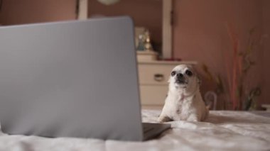 Odaklanmış şirin beyaz chihuahua köpeği yatak odasında dinlenirken ve ekrana bakarken rahat yatağın üzerinde uzanır.