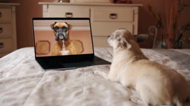 Sevimli safkan evcil köpek gün ışığında yatakta otururken bilgisayar ekranına bakıyor ve evdeki rahat yatak odasında boksörle video görüşmelerine katılıyor.