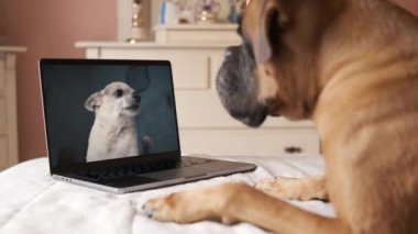 Kahverengi boksör köpeği evde rahat bir yatak odasında dinlenirken dizüstü bilgisayardaki şirin beyaz chihuahua 'nın çevrimiçi video çağrısına bakıyor.