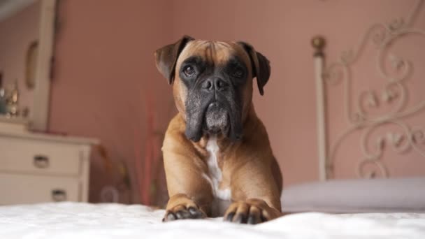 Retrato Adorable Perro Boxeador Con Piel Marrón Cara Oscura Acostado — Vídeos de Stock