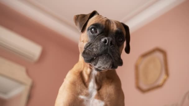 Låg Vinkel Bedårande Fokuserad Renrasiga Boxare Hund Med Brun Päls — Stockvideo