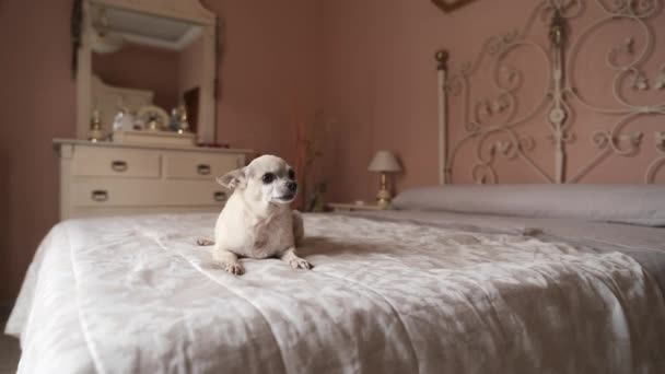 Confident Adorable White Chihuahua Dog Sitting Belly Thick White Blanket — Stock Video