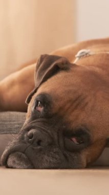 Sevimli boksör köpeği gündüz vakti evdeki ışık odasında rahat bir evcil hayvan yatağında uyuyor.