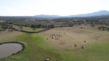 Yaz günü bulutsuz gökyüzü altında çimenli tepelerde otlayan vahşi at sürülerinin hava manzarası.