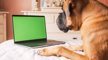 Yeşil boş ekranlı ve rahat yatak odasında dinlenen dizüstü bilgisayara bakarken yatağın üzerine uzanmış şirin odaklı safkan boksör köpeğinin ekin kenarı manzarası.