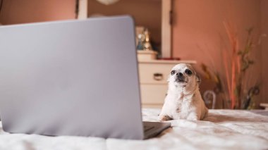 Odaklanmış şirin beyaz chihuahua köpeği yatak odasında dinlenirken ve ekrana bakarken rahat yatağın üzerinde uzanır.