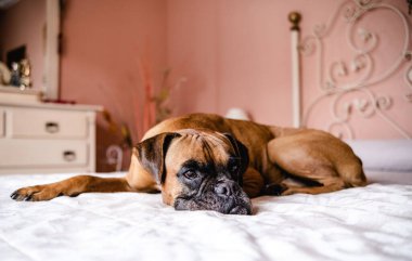 Kahverengi kürklü, siyah yüzlü, sevimli boksör köpeğinin vücudu şeftali rengi duvarlarla dolu, rahat bir odada yatağın üzerinde uzanıyor ve başka tarafa bakıyor.