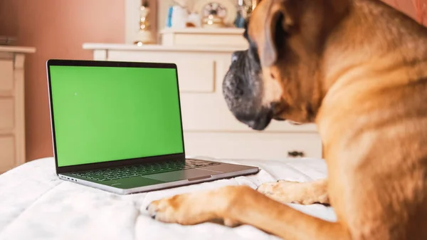 Crop side view of cute focused purebred boxer dog lying on belly over bed while looking at laptop with green empty screen and resting in cozy bedroom