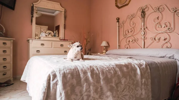 Confident adorable white chihuahua dog sitting with belly over thick white blanket of bed in cozy bedroom