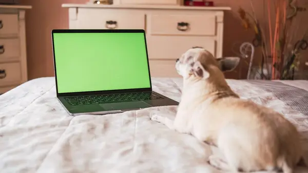 Full body of cute white chihuahua dog lying on belly over cozy bed with opened laptop in green empty screen while resting in bedroom and looking at screen