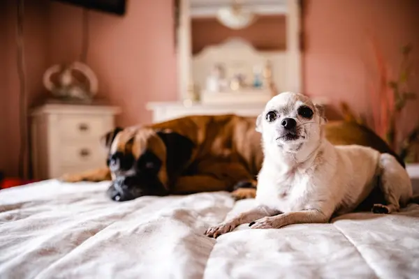 Cute little white chihuahua dog and big brown boxer dog lying on belly over bed while resting and looking at camera in cozy bedroom at home