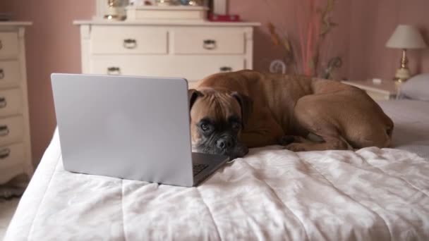Adorable Pensive Purebred Boxer Dog Lying Belly Bed Laptop Looking — Stock Video