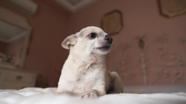 Confident Adorable White Chihuahua Dog Sitting Belly Thick White Blanket — Stock Video