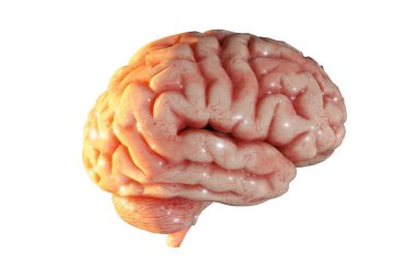 İnsan beyni anatomik model 3D beyin şeffaf, tıbbi konsept görüntüleme 3D izole