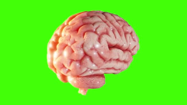 Cerebro Humano Modelo Anatómico Cerebro Girando Aislado Pantalla Verde Keying — Vídeos de Stock