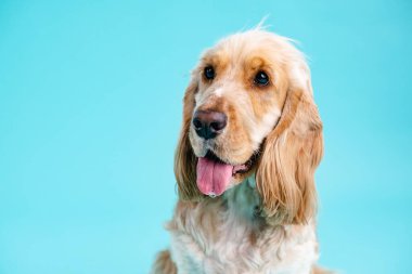 Tatlı ve tatlı Cocker Spaniel köpeği mavi arka planda reklam için boş alana bakıyor.