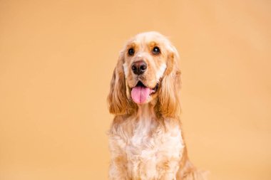 Kahverengi arka planda kameraya bakan dilli sevimli Cocker Spaniel köpeğinin portresi