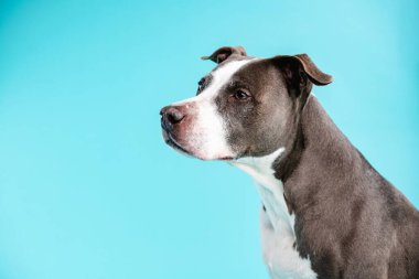 Gri ve beyaz önlüklü özenli bir Pit Bull Blue 'nun yakın plan çekimi. Fotokopi alanı ile mavi arka plana bakıyor.