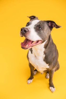 Kısa saçlı, ağzı açık, sarı arka planda oturan sevimli mavi Pitbull köpeğinin yakın çekimi.