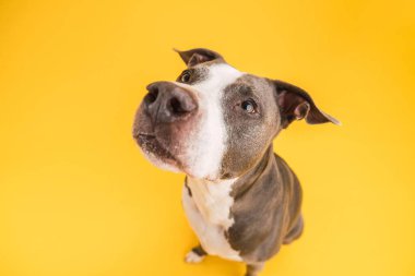 Sarı arka planda otururken kısa saçlı sevimli mavi Pitbull köpeğinin bakışlarından.
