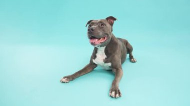 Amerikan Pitbull Terrier 'inin tüm vücudu mavi arka planda fotokopi aletiyle yatarken dilini dışarı çıkarıyor.