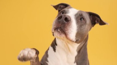 Gri ve beyaz önlüklü bir pitbull 'un yakından çekimi, sarı arka planda selamlaşmak ya da dikkat çekmek istercesine patisini kaldırıyor.
