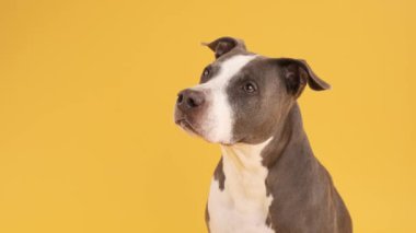 Gri ve beyaz önlüklü özenli bir Pit Bull Blue 'nun yakın plan çekimi, fotokopi alanı ile sarı arka plana bakıyor.