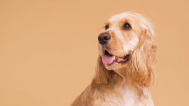 Sevimli kahverengi İngiliz Cocker Spaniel köpeği bej arka planda tek başına stüdyoda otururken dilinden dışarı bakıyor.