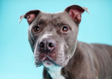 Mavi arka planda koyu kısa saçlı sevimli Amerikan Pitbull köpeğinin yakın plan portresi.