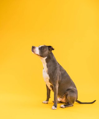 Sarı arka planda otururken kısa saçlı sevimli Pitbull Mavi köpeğinin tüm vücudu başka tarafa bakıyor.