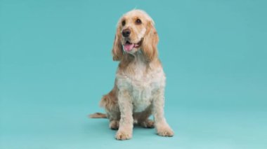 Tam vücut, sevimli kahverengi Cocker Spaniel köpeği. Dilini çıkarmış ve kameraya bakıyor. Mavi arka planda, fotokopi alanı olan bir stüdyoda oturuyor.