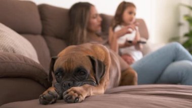 Tatlı boksör köpeği Latin anne ve kızının yanında dinleniyor kanepede oturuyor ve hafta sonu evde televizyon seyrediyor.