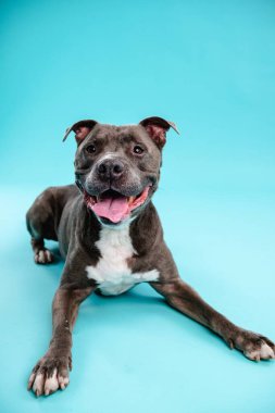 Mavi arka planda dinlenirken kameraya bakan sevimli Amerikan Pitbull köpeğinin portresi