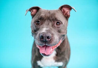 Mavi arka planda dinlenirken kameraya bakan sevimli Amerikan Pitbull köpeğinin portresi