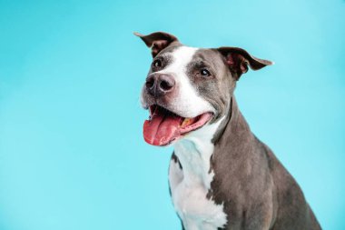 Gri ve beyaz ceketli neşeli Pitbull Blue, dili açık bir şekilde fotokopi çekilen mavi arka plana doğru gülümsüyor.