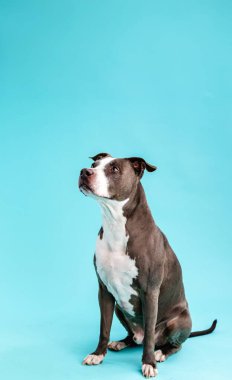 Mavi arka planda otururken kısa saçlı sevimli Pitbull Blue köpeğinin tüm vücudu başka tarafa bakıyor.