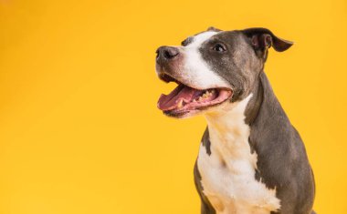 Gri ve beyaz ceketli neşeli Pitbull Blue, dili açık gülümsüyor kopya alanı olan saf sarı bir arka plana doğru.