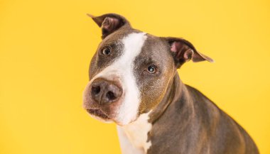 Sarı arka plana bakan kısa saçlı sevimli Pitbull Blue köpeğinin portresi.