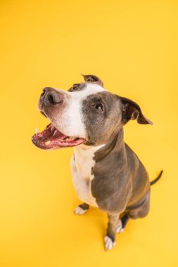 Kısa saçlı, ağzı açık, sarı arka planda oturan sevimli mavi Pitbull köpeğinin yakın çekimi.