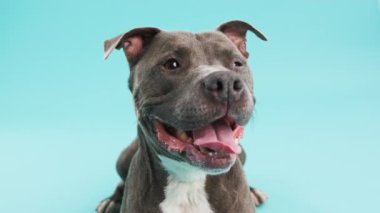 Mavi arka planda dinlenirken dilini dışarı çıkaran sevimli Amerikan Pitbull Terrier portresi.