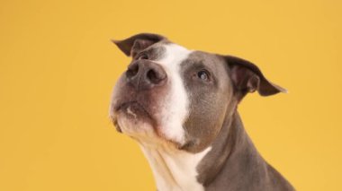 Gri ve beyaz önlüklü özenli bir Pit Bull Blue 'nun yakın plan çekimi, fotokopi alanı ile sarı arka plana bakıyor.