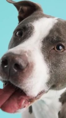Sevimli Pitbull Blue 'nun portresi dilinden sarkan ve mavi arka planda dinlenirken kameraya bakan