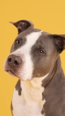 Gri ve beyaz önlüklü özenli bir Pit Bull Blue 'nun yakından çekimi, sarı arka plana bakıyor.